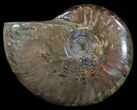 Flashy Red Iridescent Ammonite - Wide #52325-1
